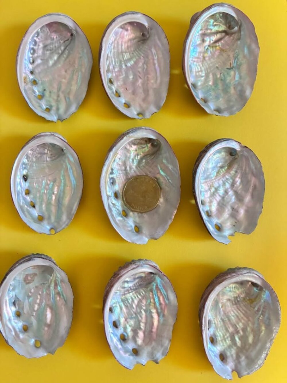 9Pcs 2.5-3Inch Colorful Natural Abalone Shell